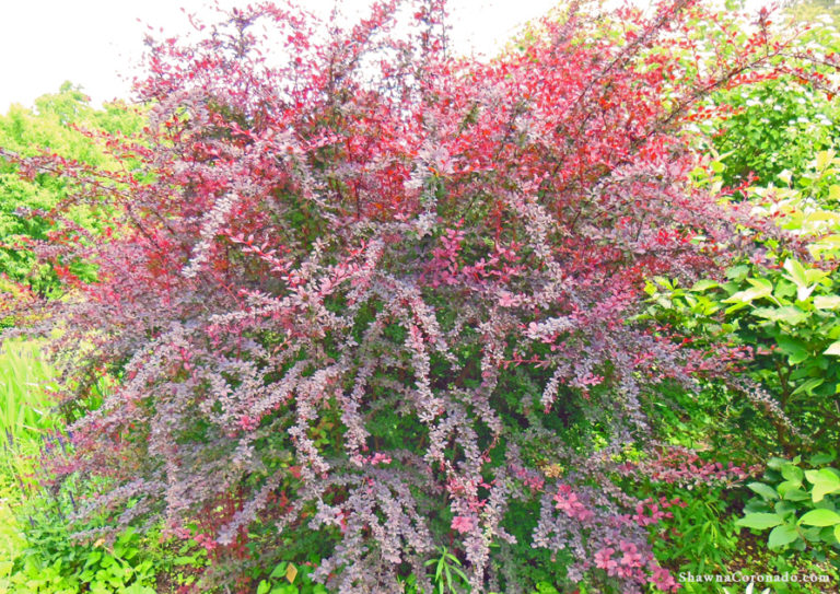 How To Grow a Barberry Shrub