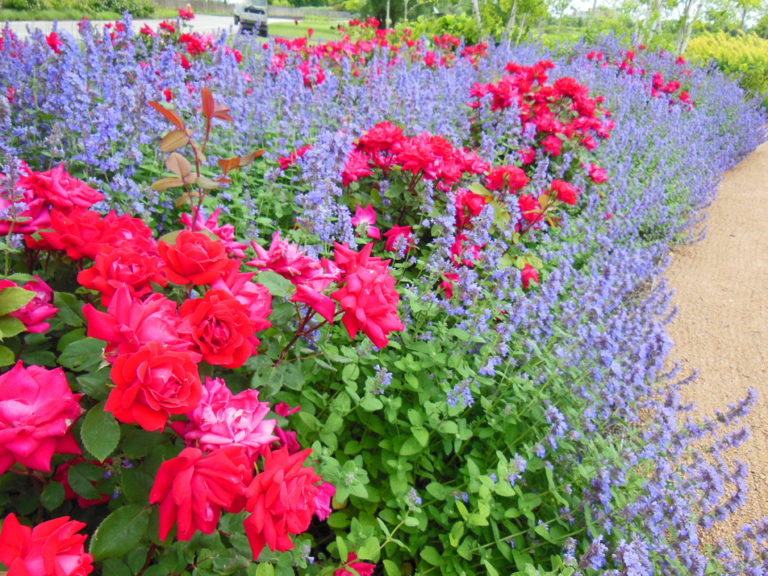 Friends and Flowers; A Relaxing Visit to the Chicago Botanic Garden Early Summer