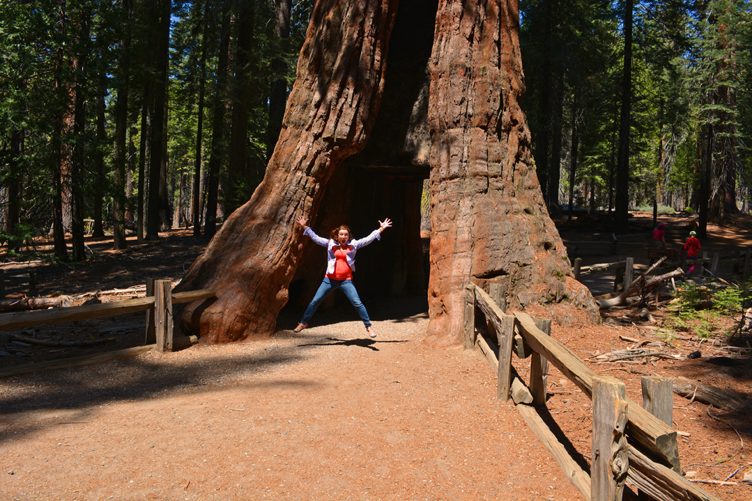 Happy Earth Day – Learn About Giant Sequoia Trees