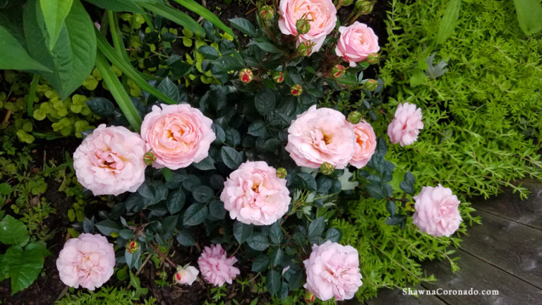 Easy Elegance® Fall Rose Maintenance Tips