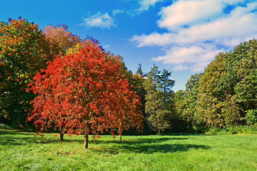 How To Make Leaf Mold Compost