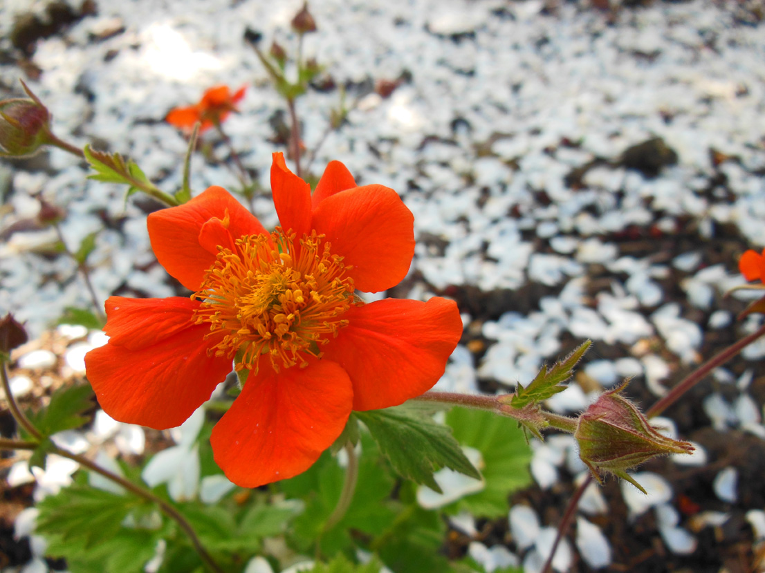 A Photograph: Crapapple Snow and Orange Geum Smiles