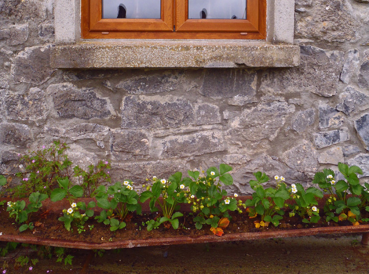 Strawberry Planting Ideas From An Irish Goat Farm