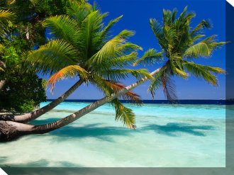 Two Palm Trees over ocean 79112