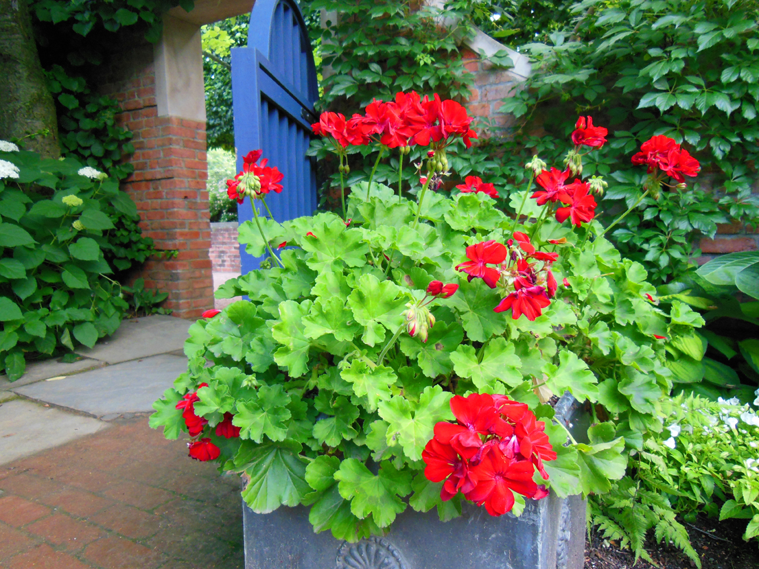 10 Good Pollinator Plants To Mix With Pelargonium Geraniums