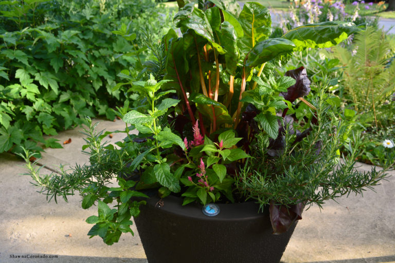 Best Self-Watering Garden Container