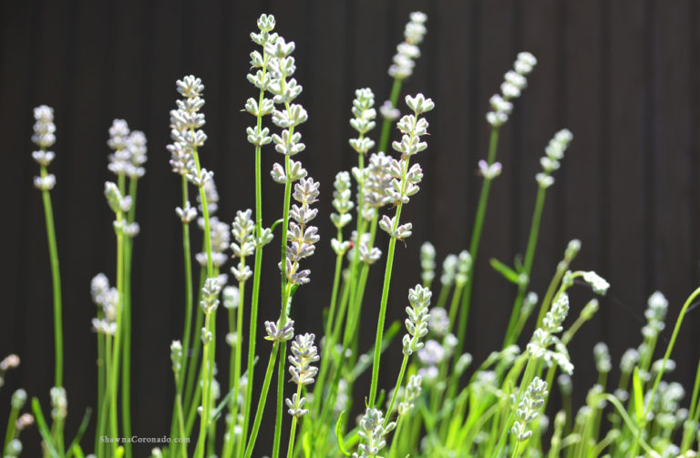 How to Grow Lavender