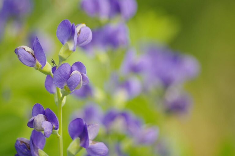 Baptisia Australis – False Indigo is a Garden Rattlesnake